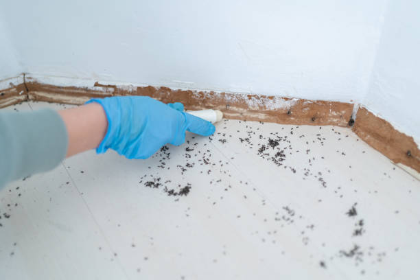 Best Pest Prevention Services  in Ship Bottom, NJ